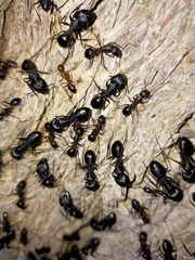 Camponotus xerxes