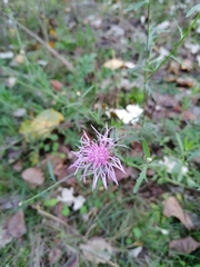 Centaurea