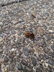 Pleocoma dubitabilis dubitabilis