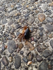 Pleocoma dubitabilis dubitabilis