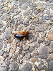 Pleocoma dubitabilis dubitabilis