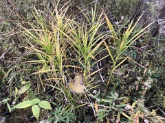 Carex muskingumensis