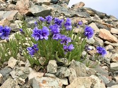 Polemonium confertum