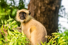 Semnopithecus entellus