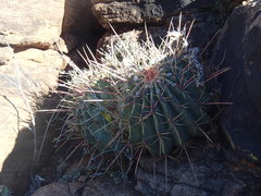 Ferocactus emoryi rectispinus