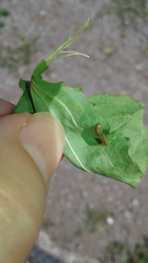 Brachyiulus
