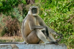 Semnopithecus entellus