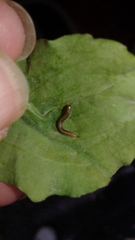 Brachyiulus