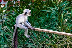 Semnopithecus entellus
