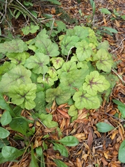 Tiarella stolonifera