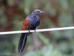 Centropus sinensis parroti