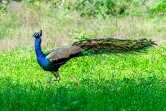 Pavo cristatus