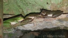 Hyla meridionalis