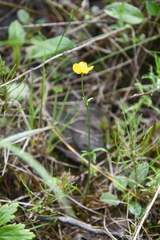 Ranunculus propinquus glabriusculus