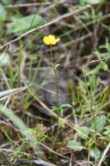 Ranunculus propinquus glabriusculus