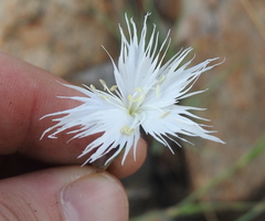 Dianthus mooiensis