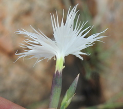 Dianthus mooiensis