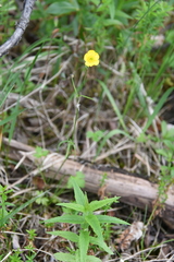 Ranunculus propinquus glabriusculus