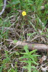 Ranunculus propinquus glabriusculus