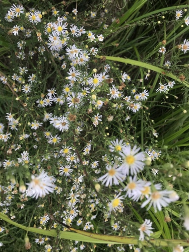 Symphyotrichum dumosum image