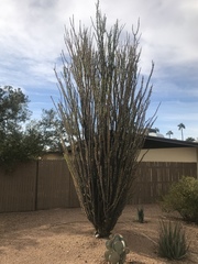 Fouquieria splendens
