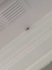 Araneae