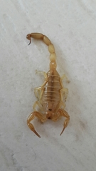 Androctonus amoreuxi