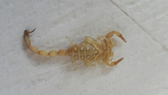 Androctonus amoreuxi