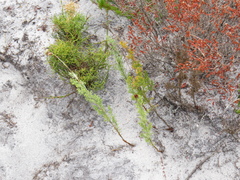 Thamnochortus fruticosus
