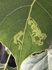 Stigmella populetorum