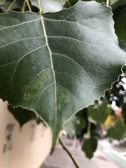 Stigmella populetorum