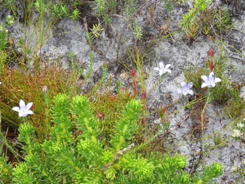 Image of Roella prostrata by (c) Jeremy Gilmore, some rights reserved (CC BY)