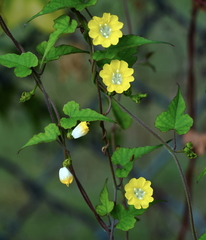Merremia hederacea