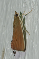 Eumorphobotys