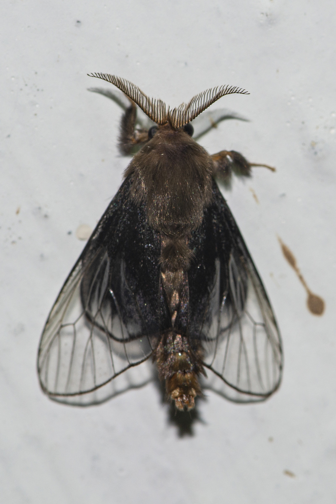 Amatissa weyersi