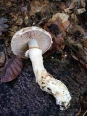Cortinarius vulpinus
