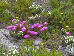 Lampranthus tenuifolius