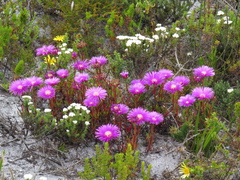 Lampranthus tenuifolius