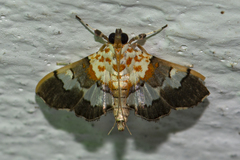 Aetholix flavibasalis
