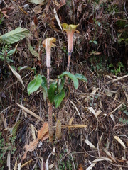 Arisaema nepenthoides