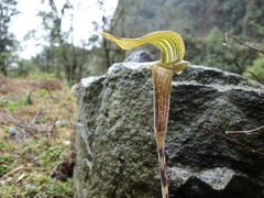 Arisaema nepenthoides