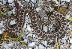 Vipera ursinii