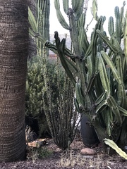 Fouquieria splendens