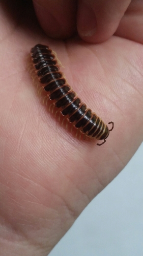 Pleuroloma cala