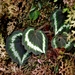 Begonia annulata - Photo (c) Peter Zika, algunos derechos reservados (CC BY-NC), subido por Peter Zika