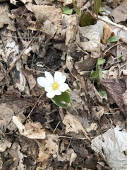 Sanguinaria canadensis