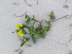 Senecio maritimus