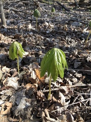 Podophyllum peltatum