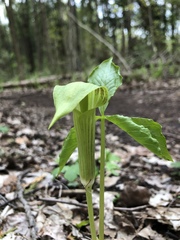Arisaema triphyllum