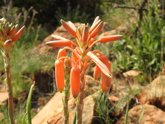 Aloe verecunda